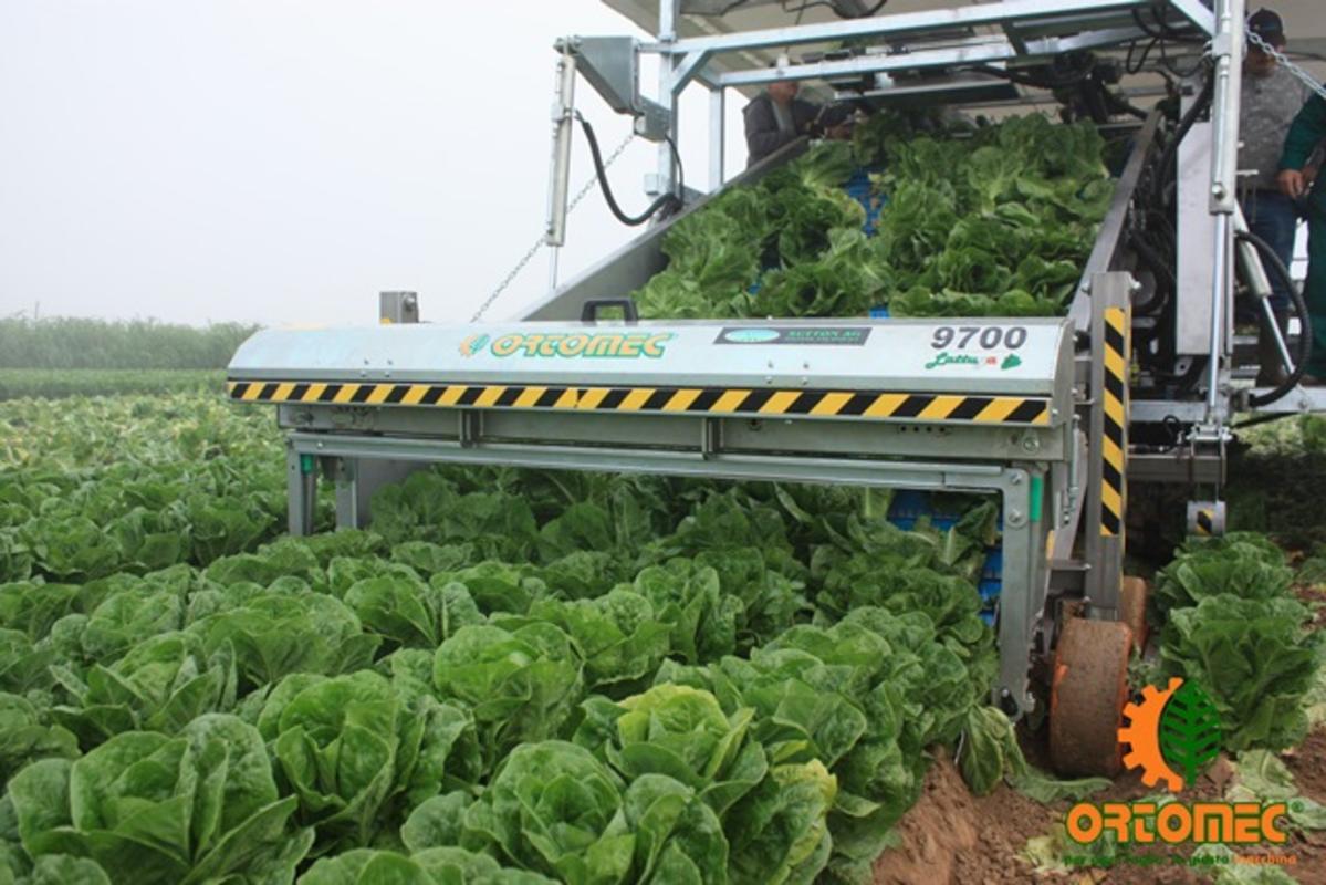 Lettuce harvester, a novelty by Ortomec